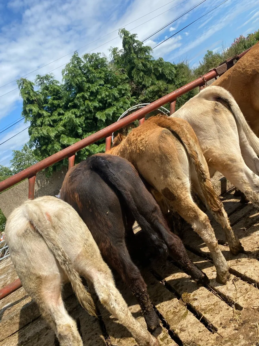 5 heifer weanlings - Image 1
