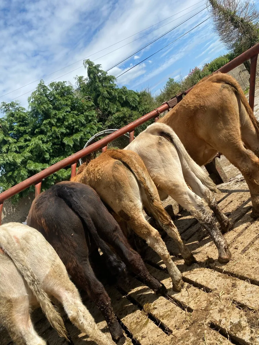 5 heifer weanlings - Image 2