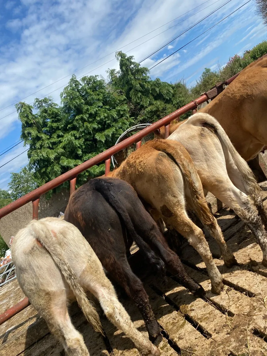 5 heifer weanlings - Image 3