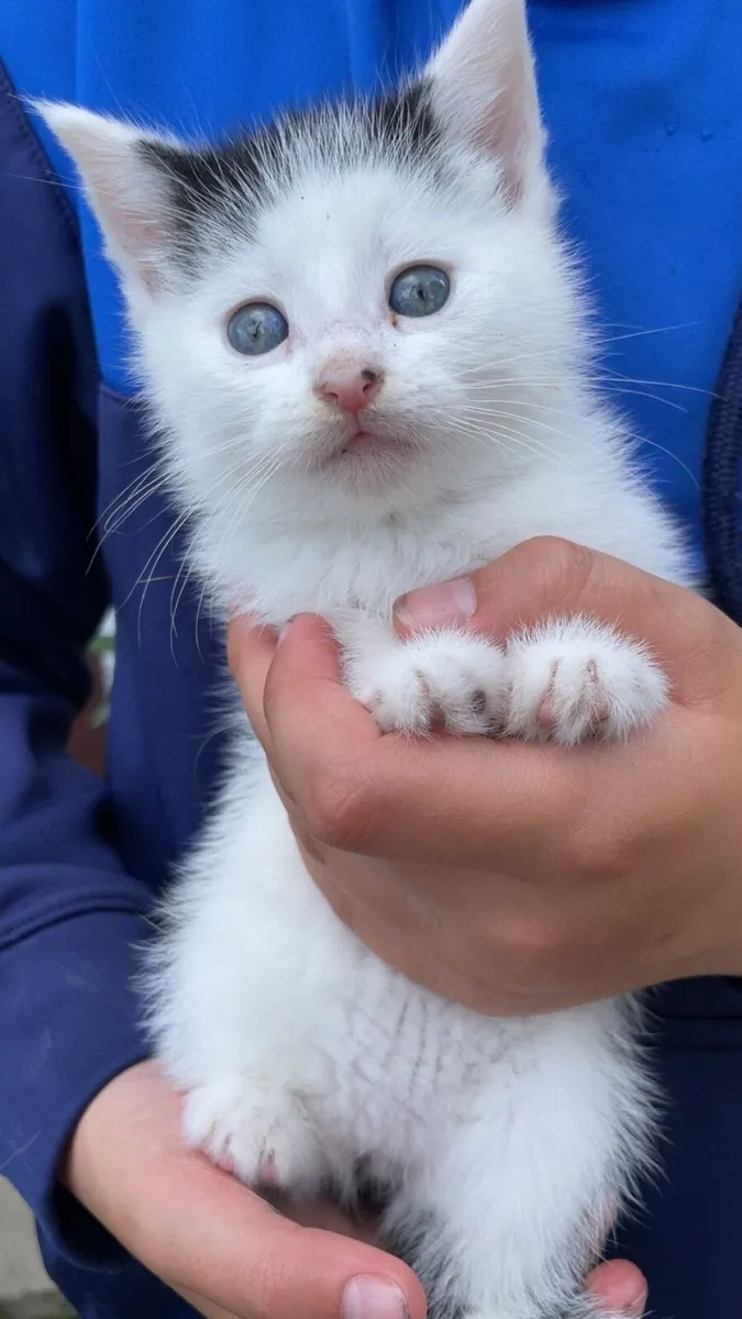 Kittens - Image 1