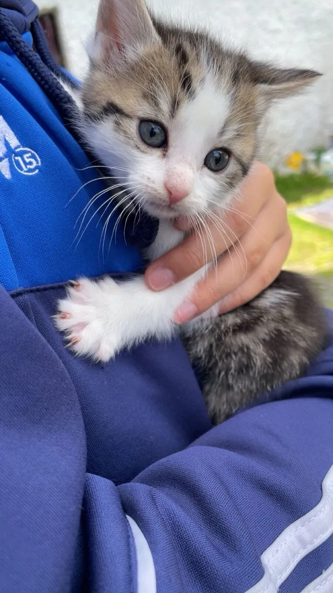 Kittens - Image 2