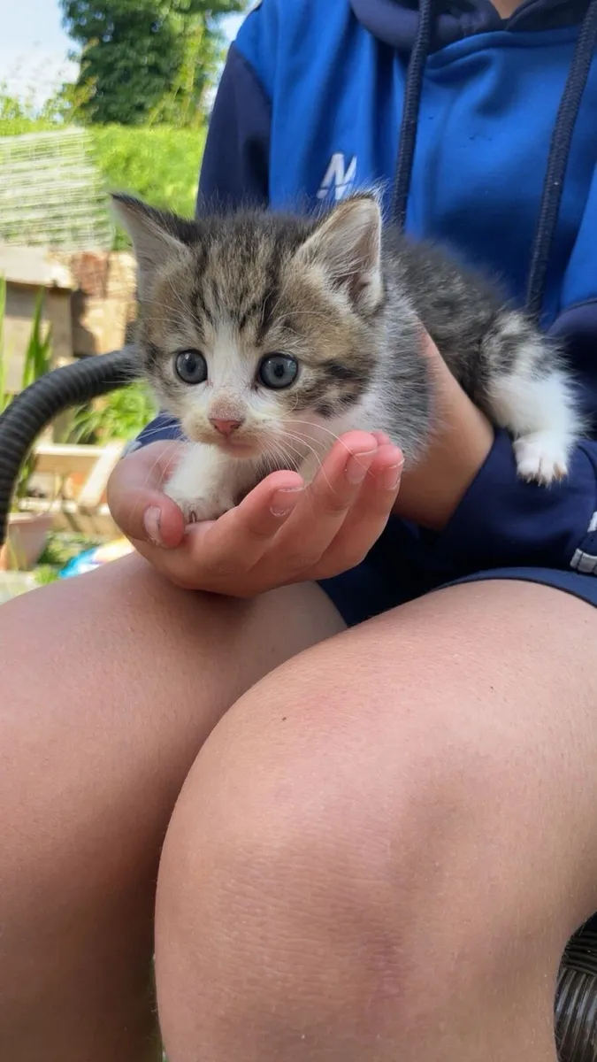 Kittens - Image 3