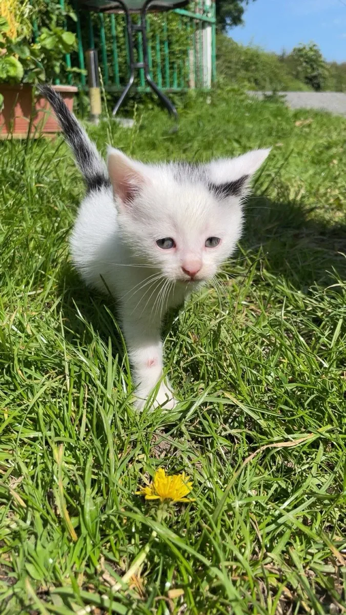 Kittens - Image 4