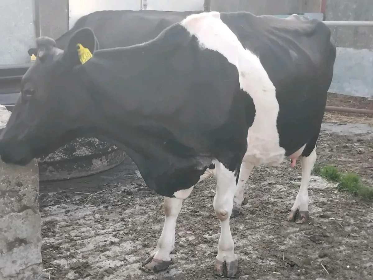 Friesian cow for calf rearing - Image 1