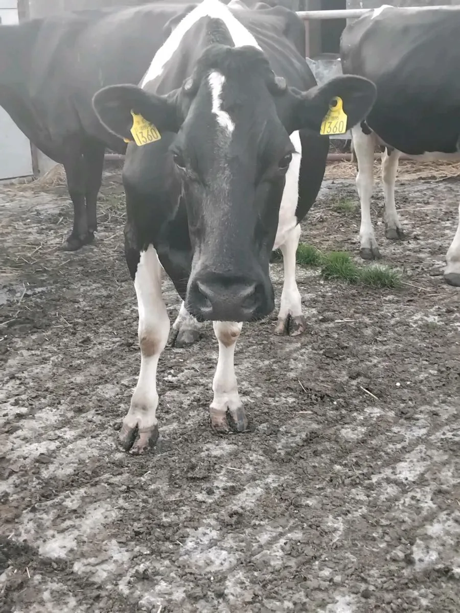 Friesian cow for calf rearing - Image 2
