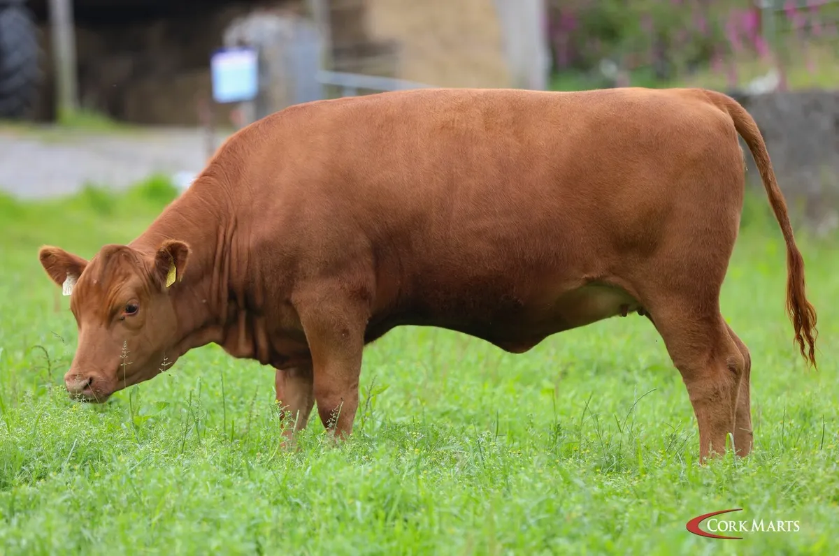 Macroom mart PB AA cows and incalf heifer sale. - Image 2