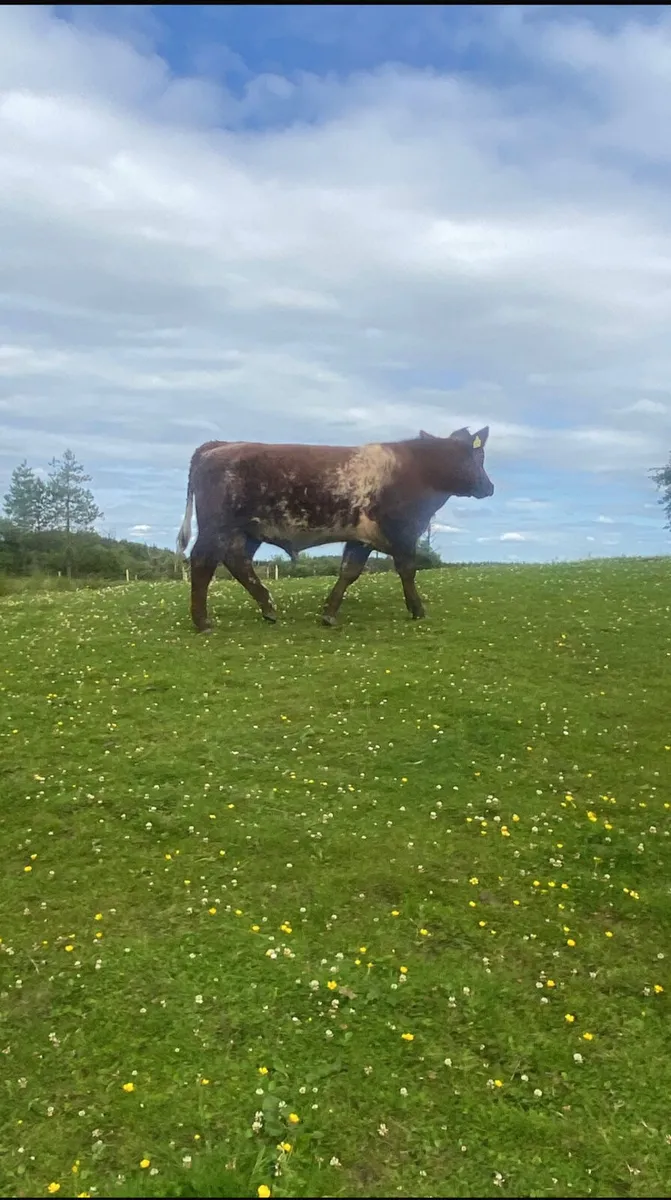 Pure bred Roan shorthorn bull - Image 1