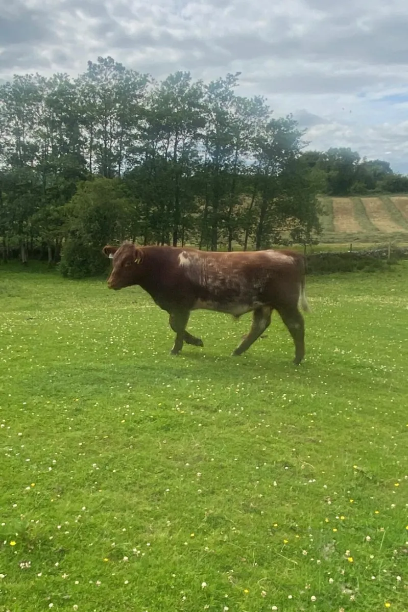 Pure bred Roan shorthorn bull - Image 2