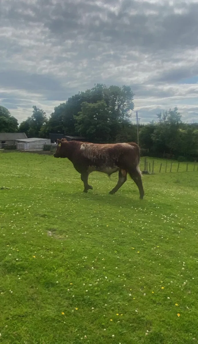 Pure bred Roan shorthorn bull - Image 3