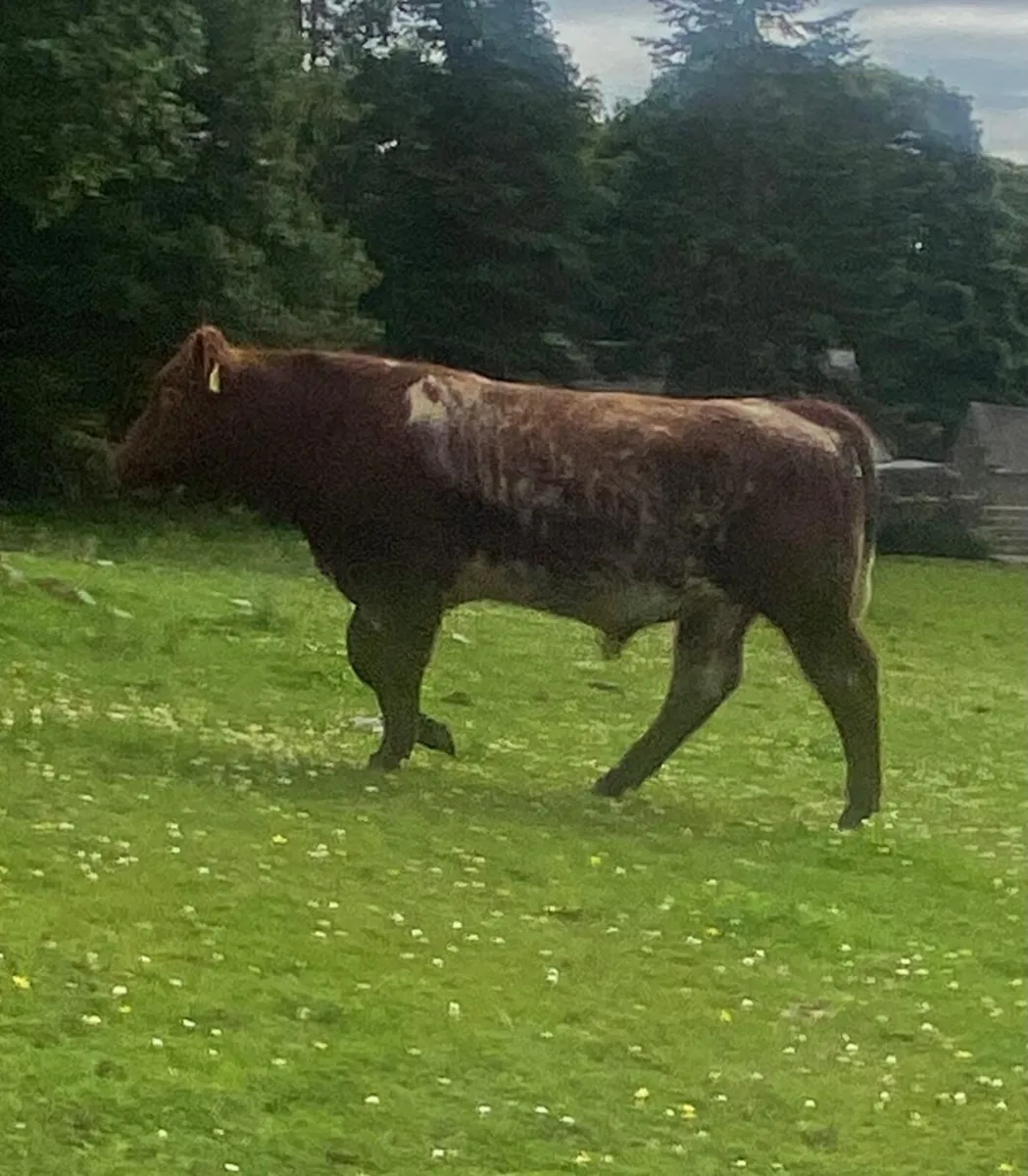 Pure bred Roan shorthorn bull - Image 4