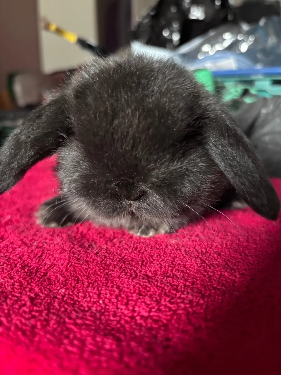 Purebred mini lop - Image 2