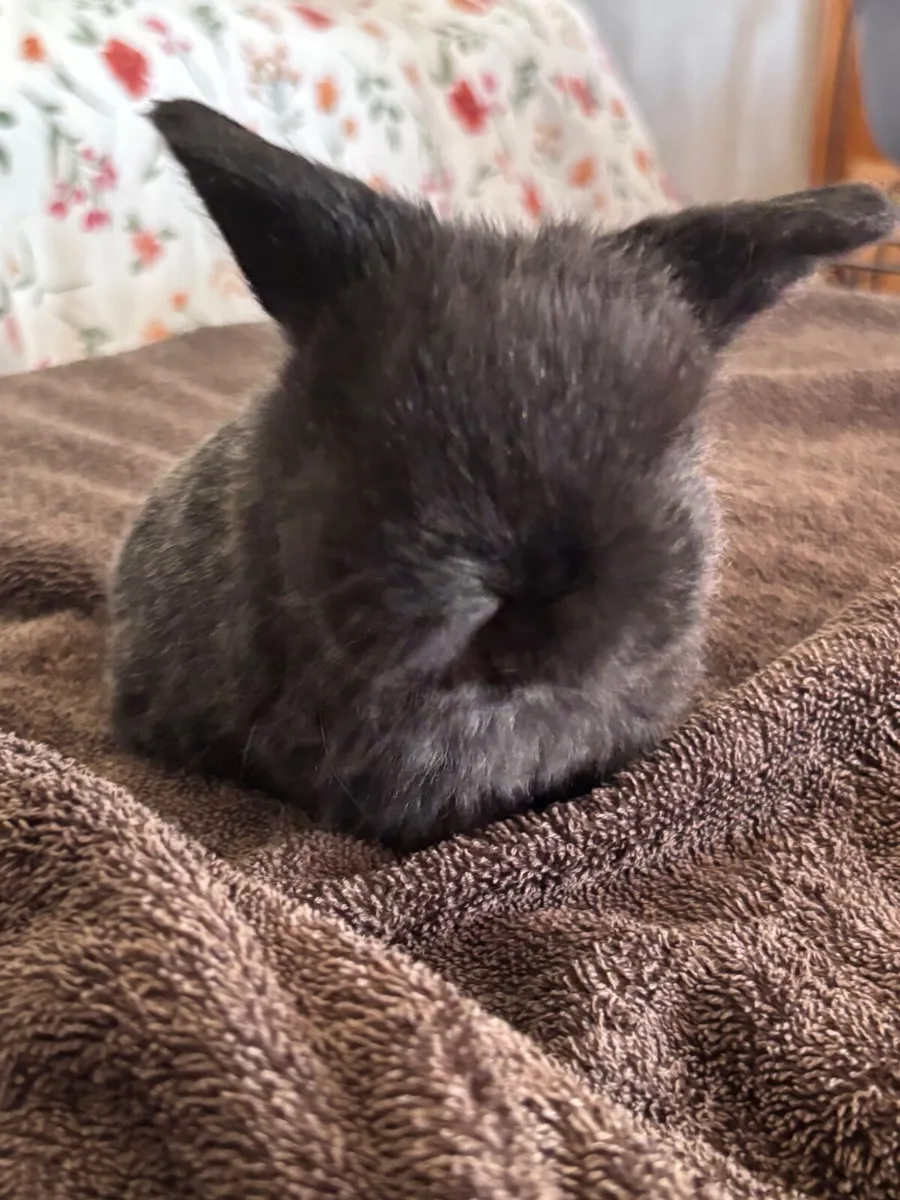 Purebred mini lop - Image 4