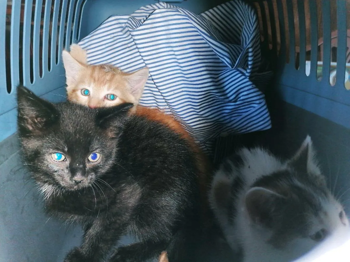Kittens - Image 2
