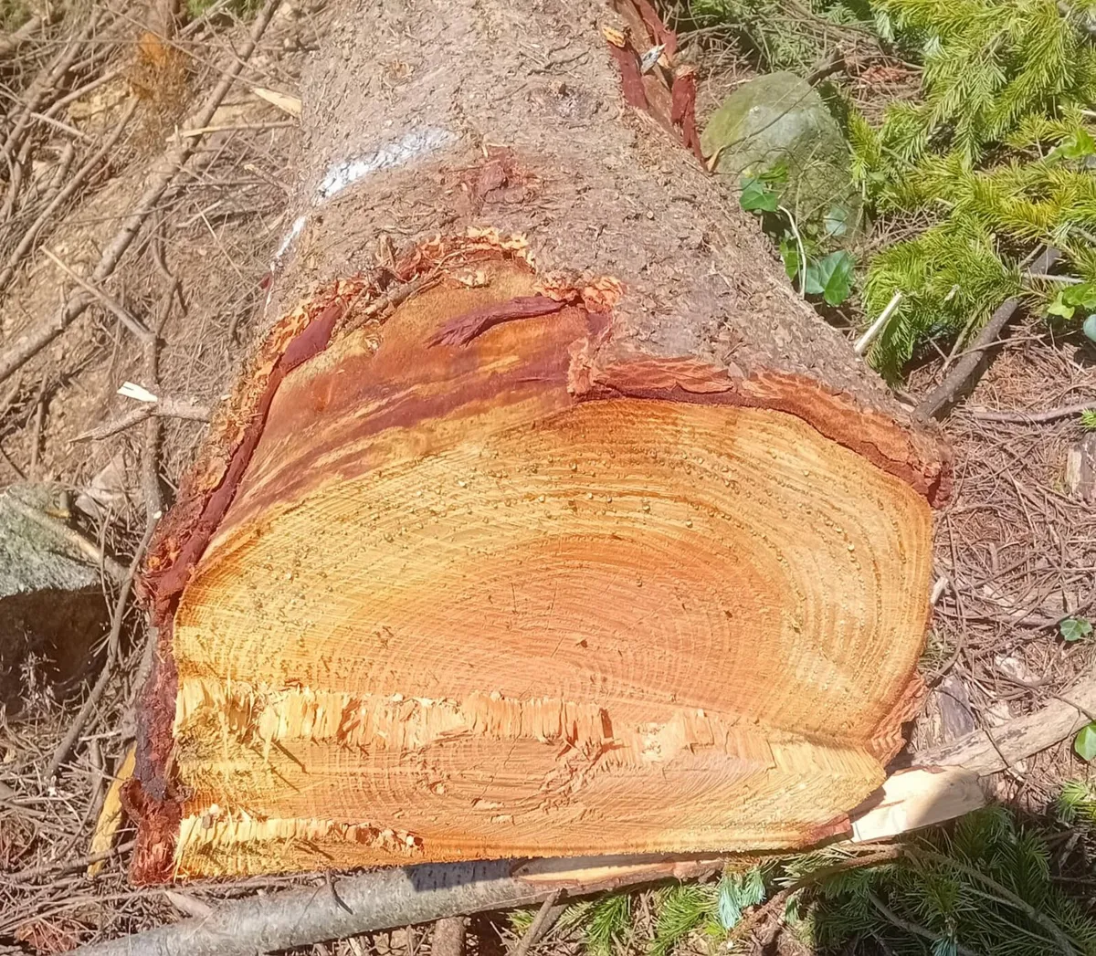 Firewood, and commercial timber - Image 1