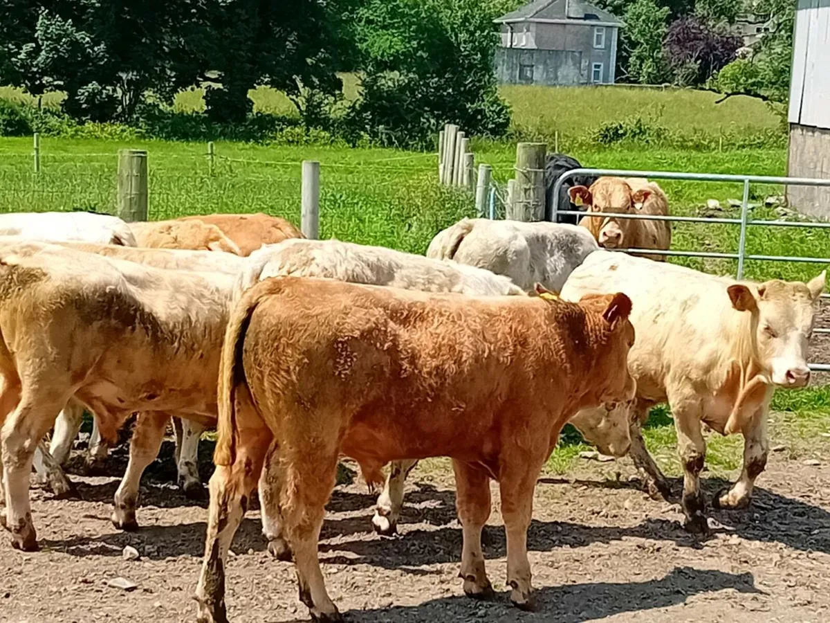 11 Smashing Charlaois Bullocks - Image 2