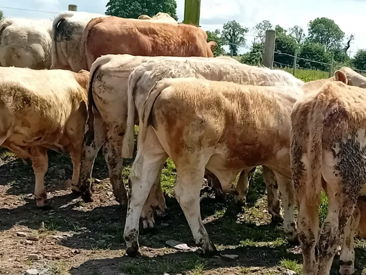 11 Smashing Charlaois Bullocks - Image 3