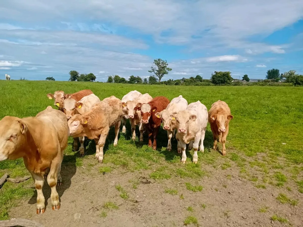 11 Smashing Charlaois Bullocks - Image 1