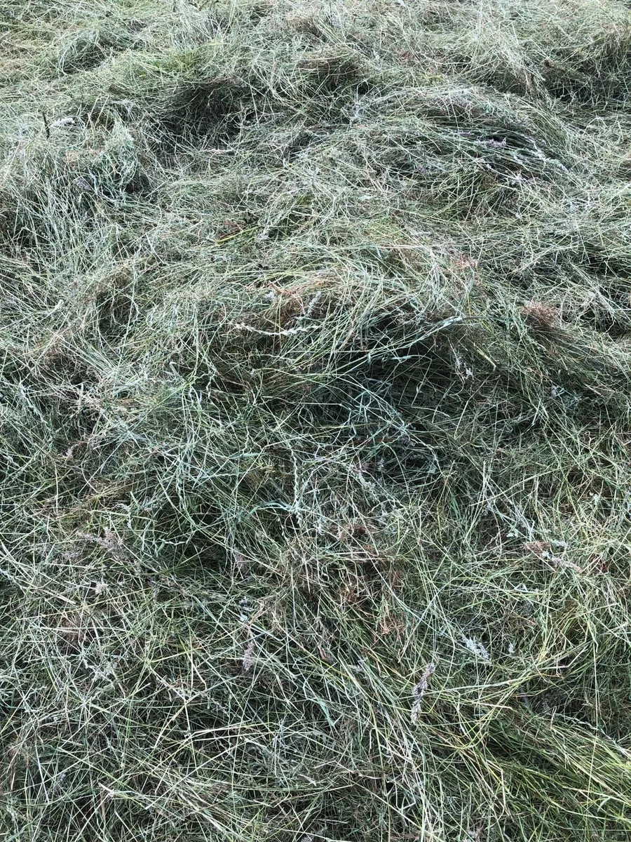 HAY FOR SALE