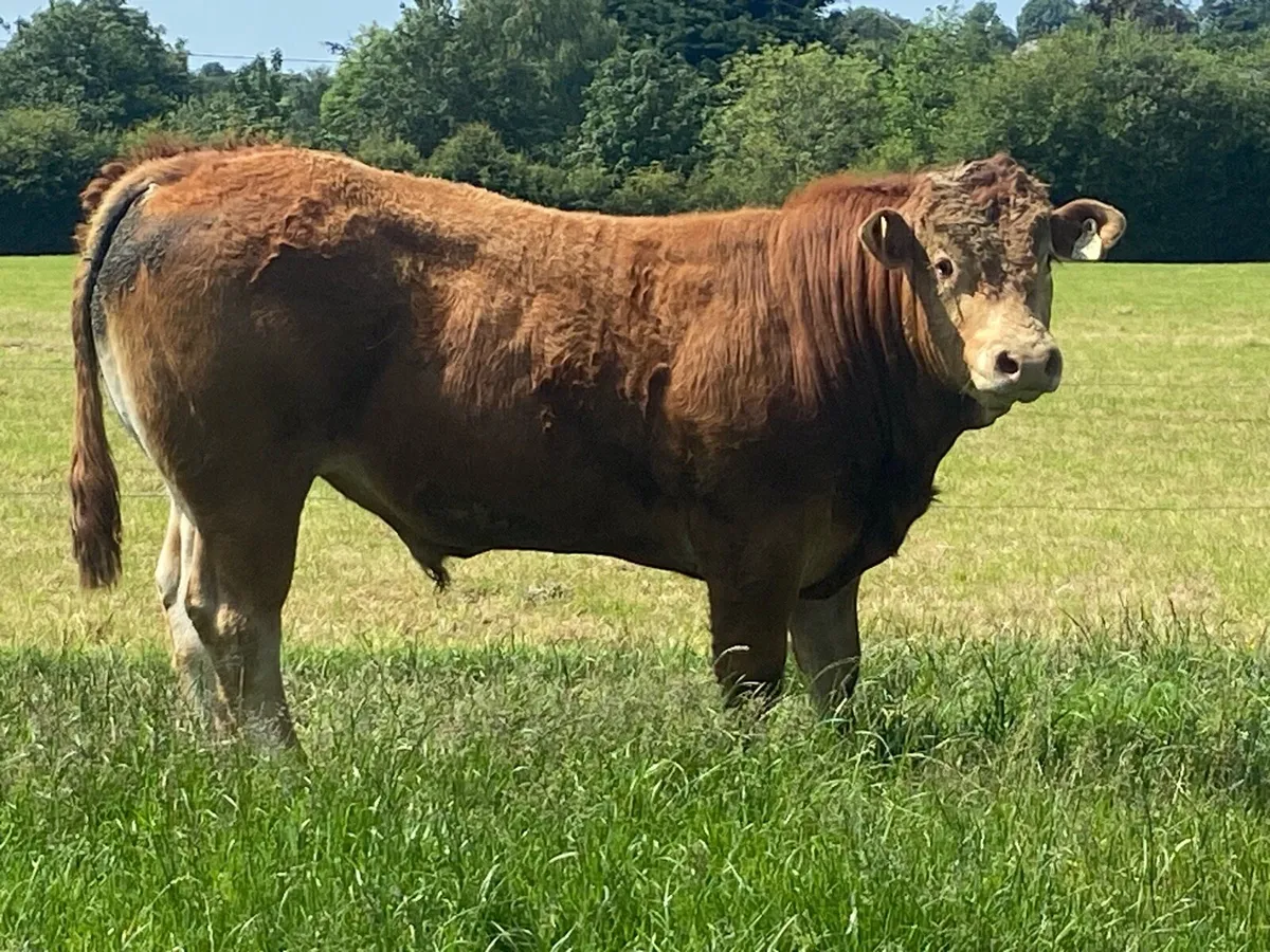 Pedigree Limousin bull - Image 1