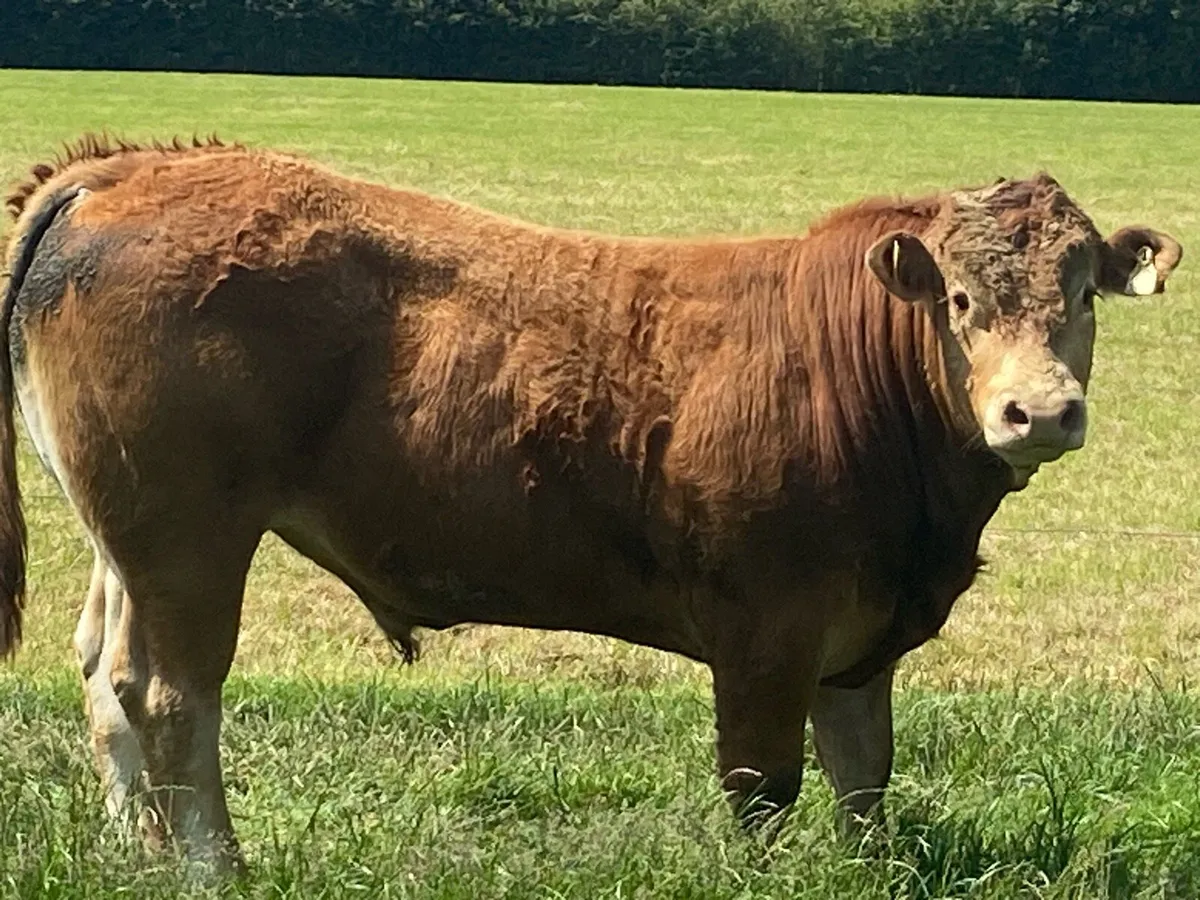 Pedigree Limousin bull - Image 2