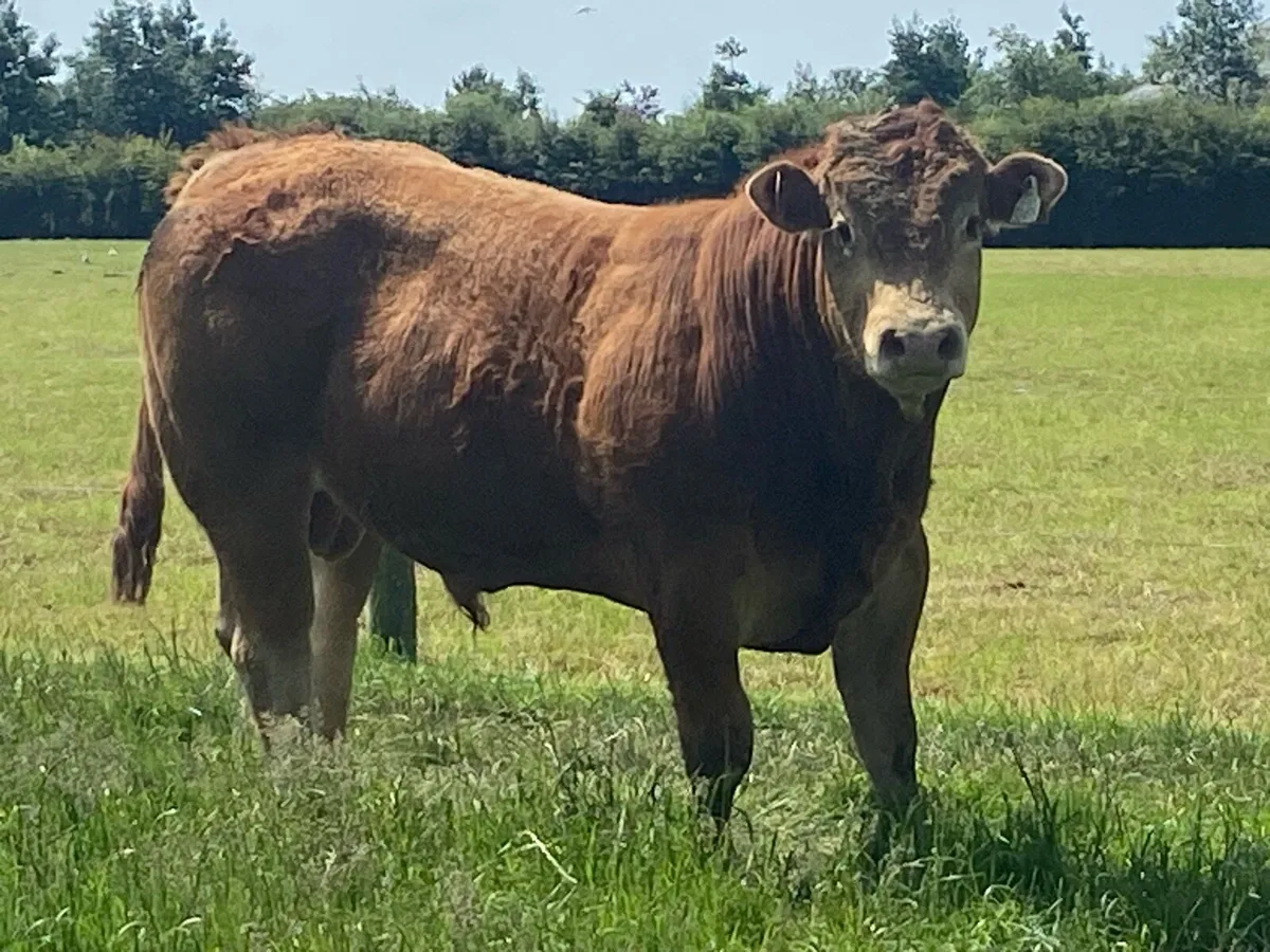 Pedigree Limousin bull - Image 3