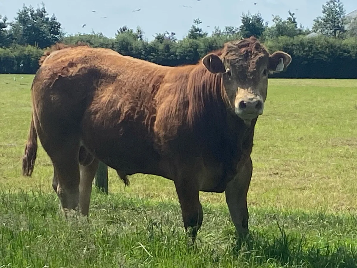 Pedigree Limousin bull - Image 4