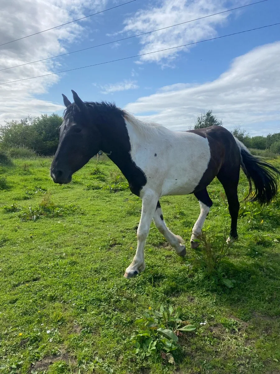5yo gelding for sale - Image 1