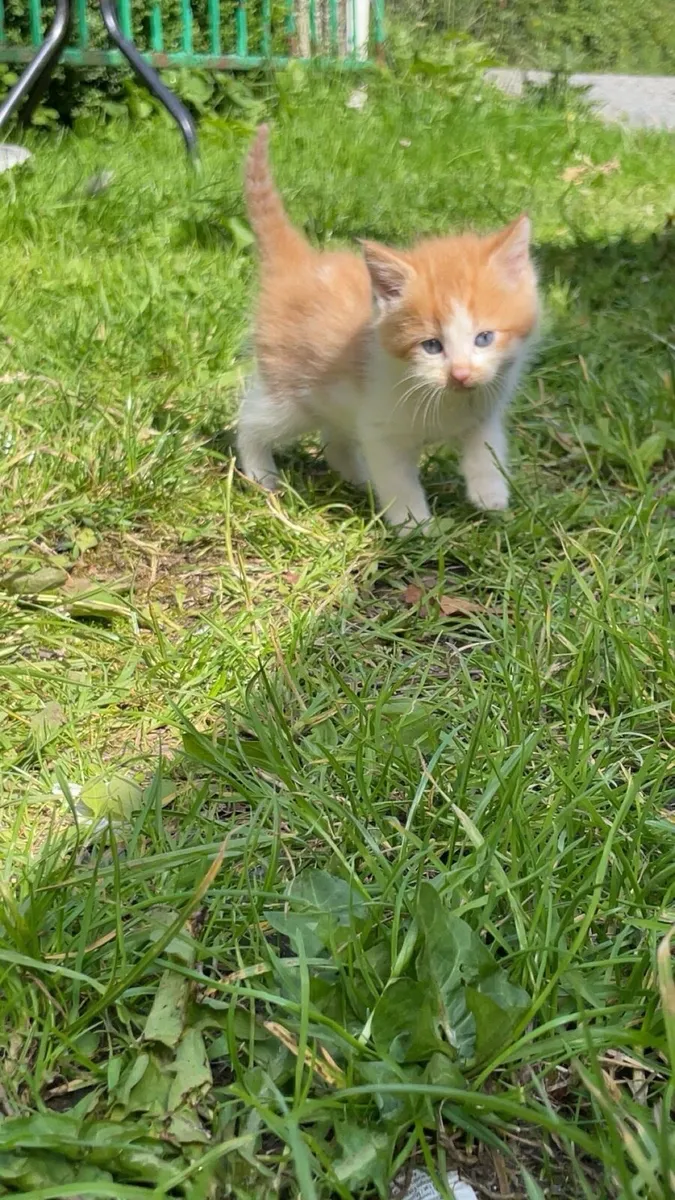 Kittens - Image 1