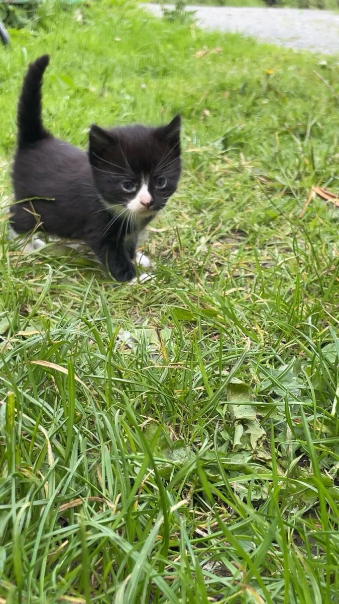Kittens - Image 2
