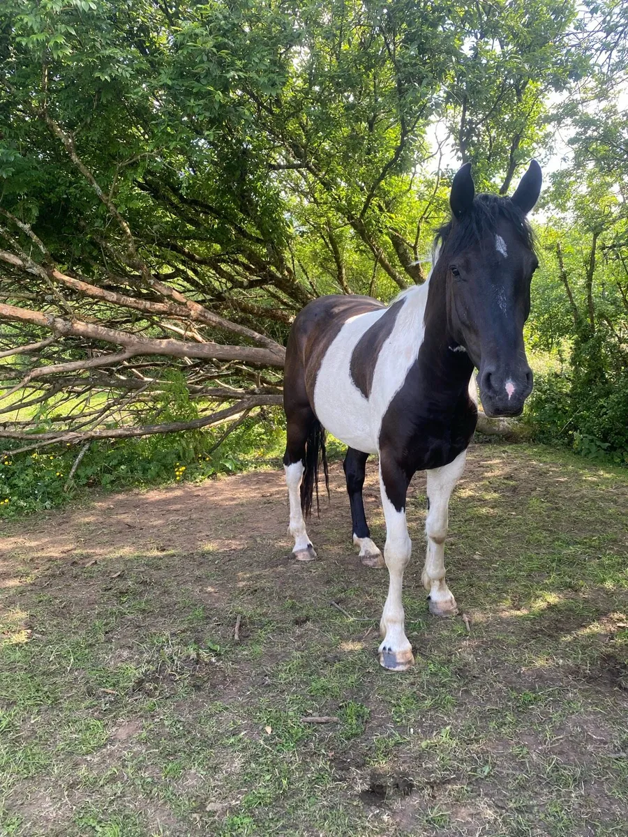 5yo gelding for sale - Image 2