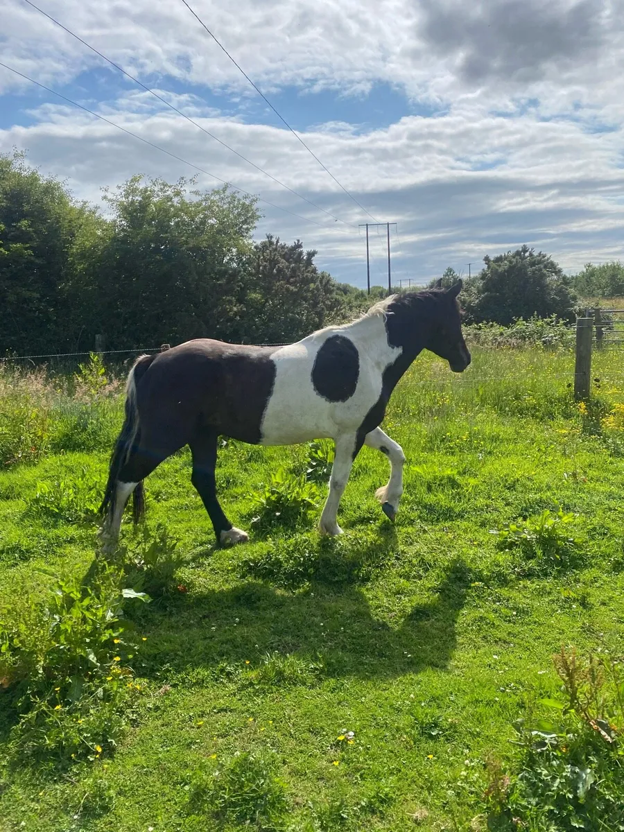 5yo gelding for sale - Image 4