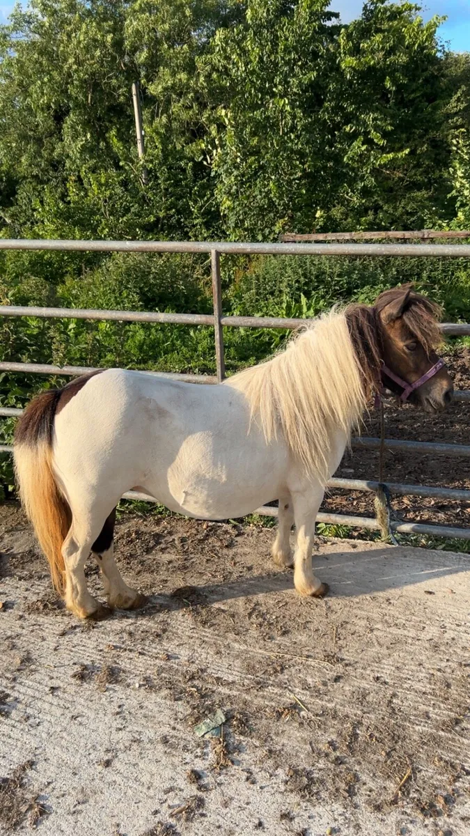 Pony’s - Image 1