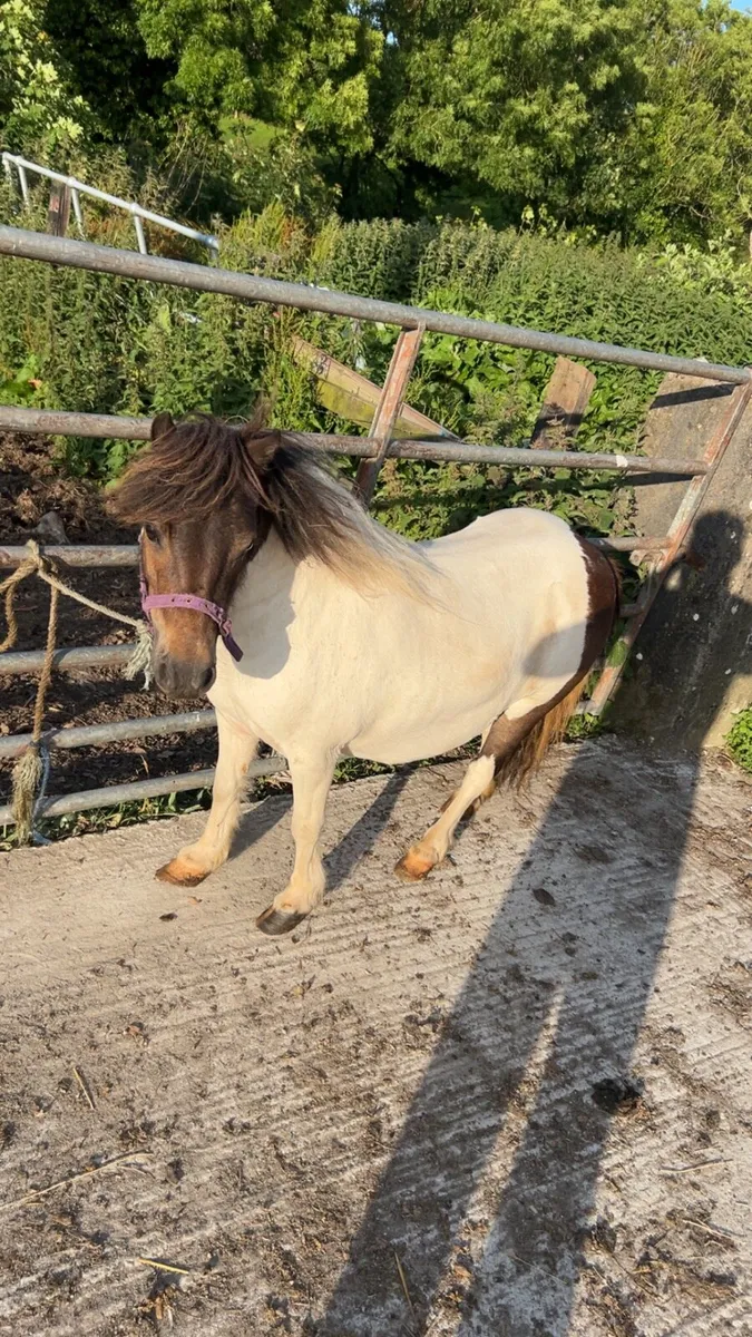 Pony’s - Image 2