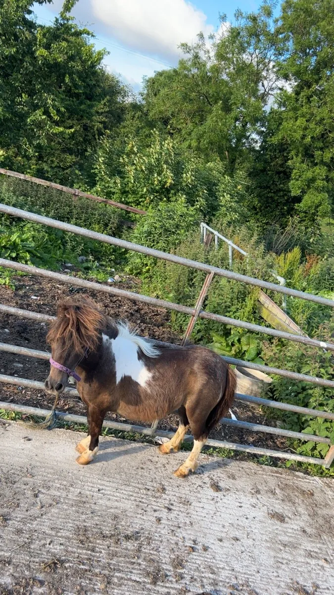 Pony’s - Image 4