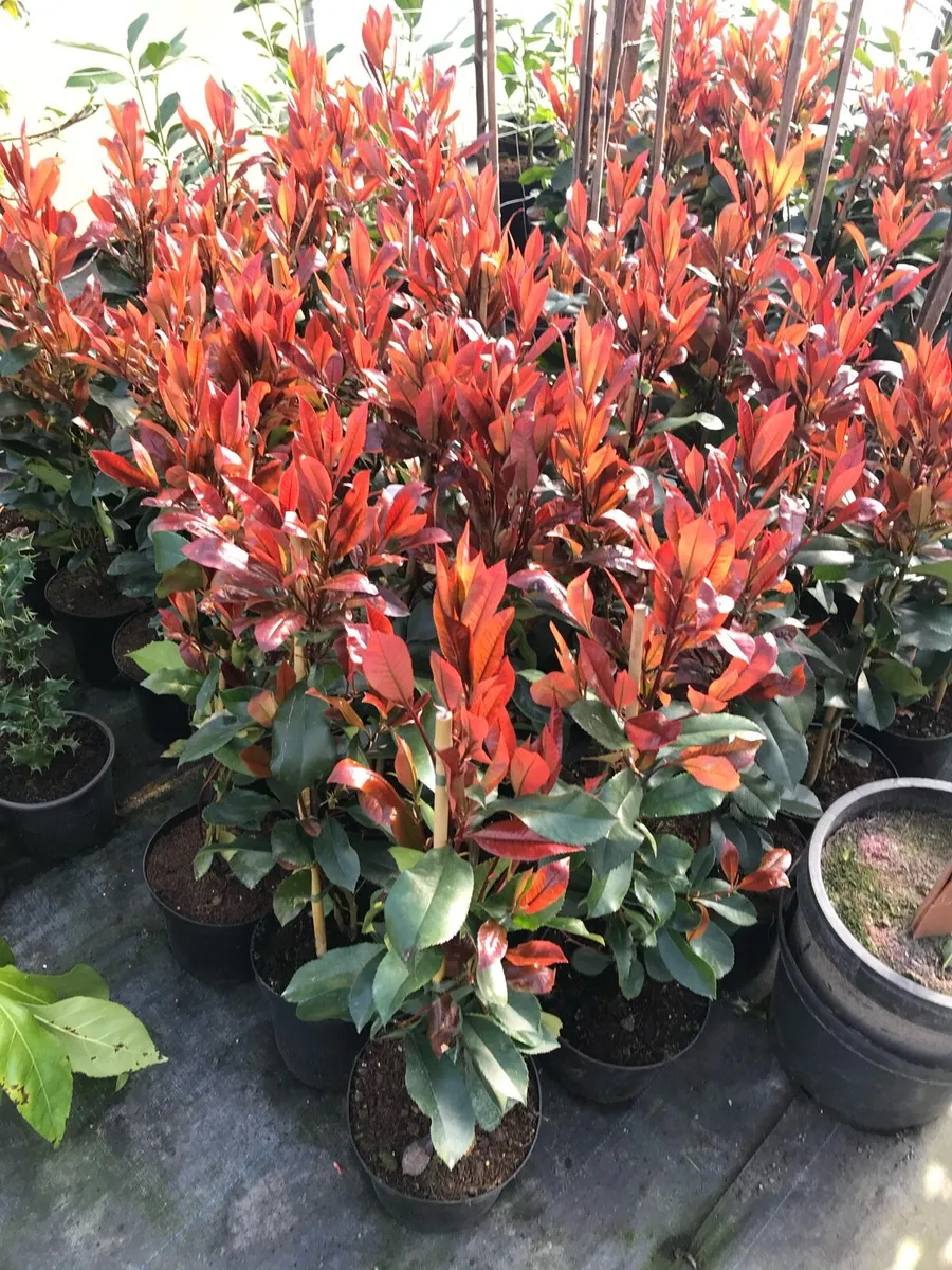 Red Robin Hedging - Image 1
