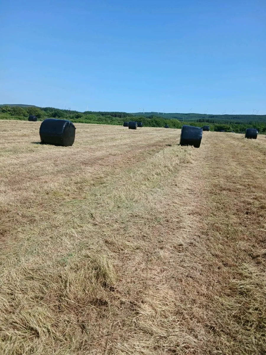 Silage, bales. - Image 1