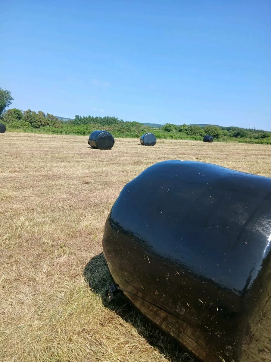 Silage, bales. - Image 2