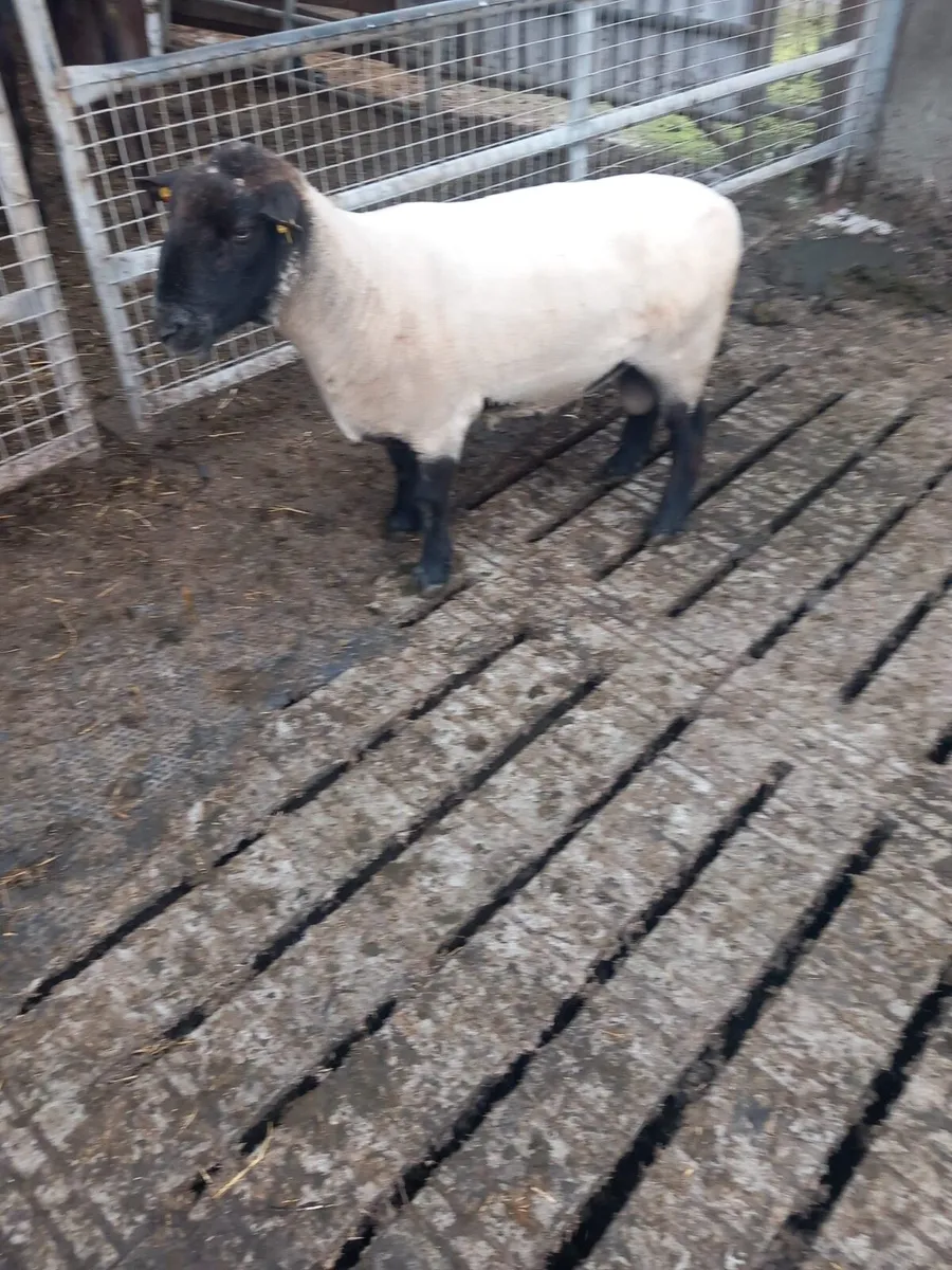 Suffolk Ram - Image 1