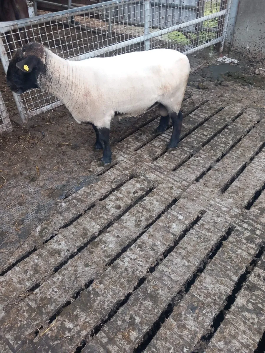 Suffolk Ram - Image 2
