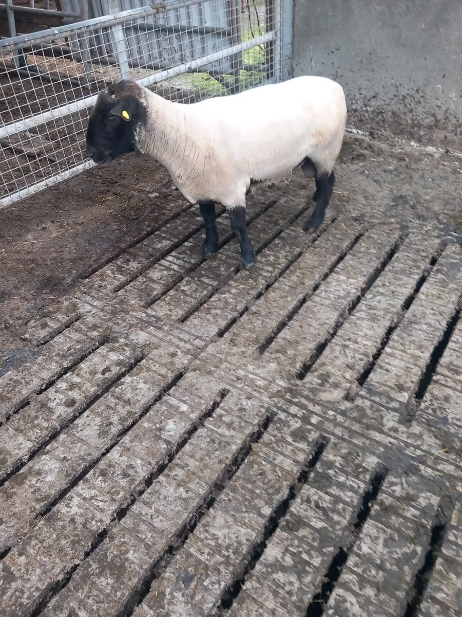 Suffolk Ram - Image 3