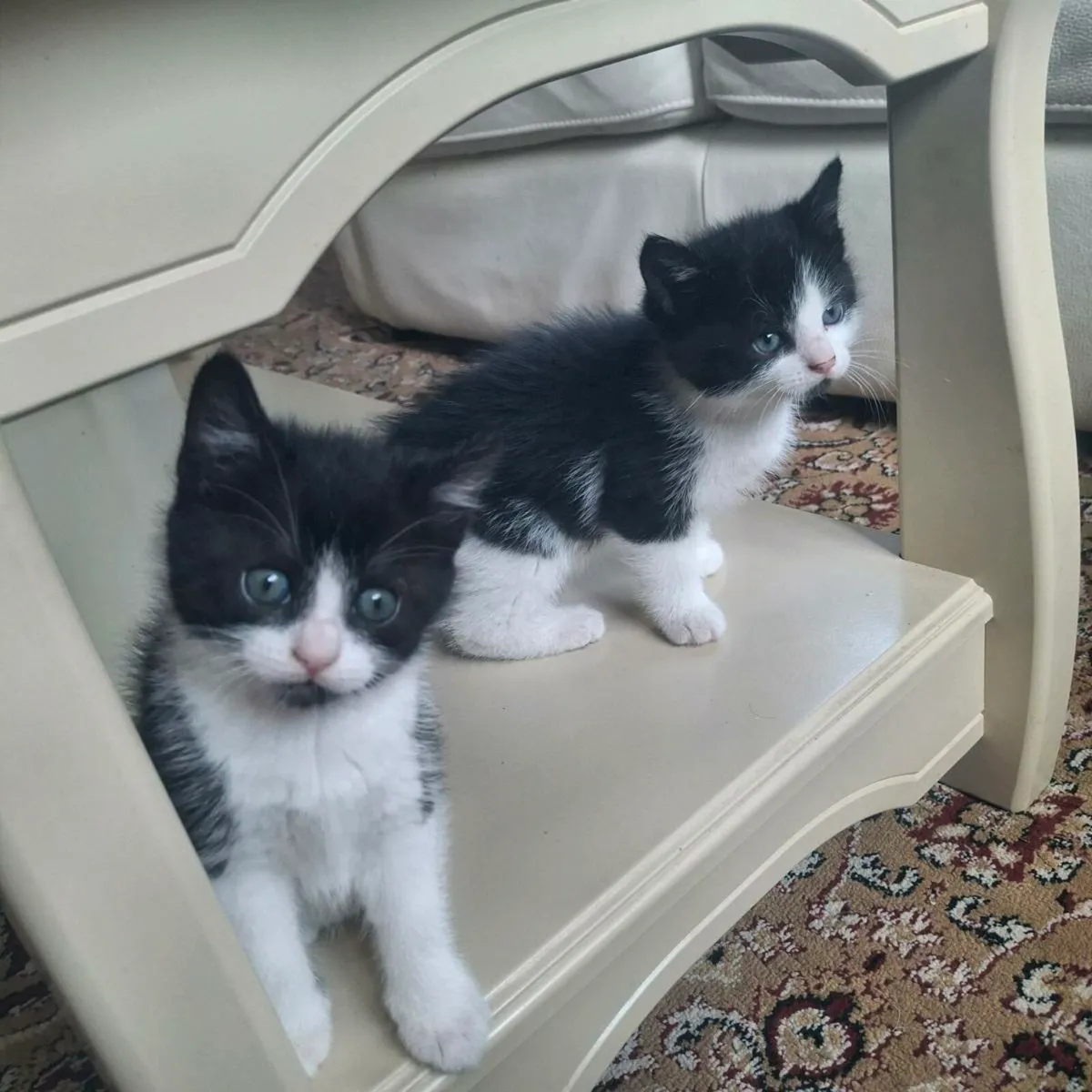 Kittens - Image 1
