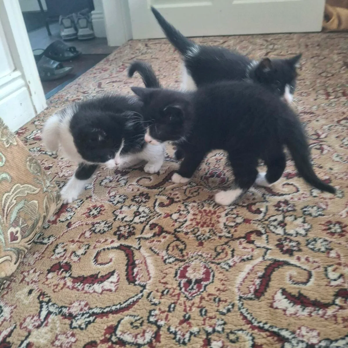 Kittens - Image 2