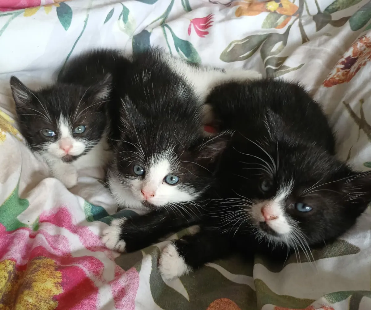 Kittens - Image 3