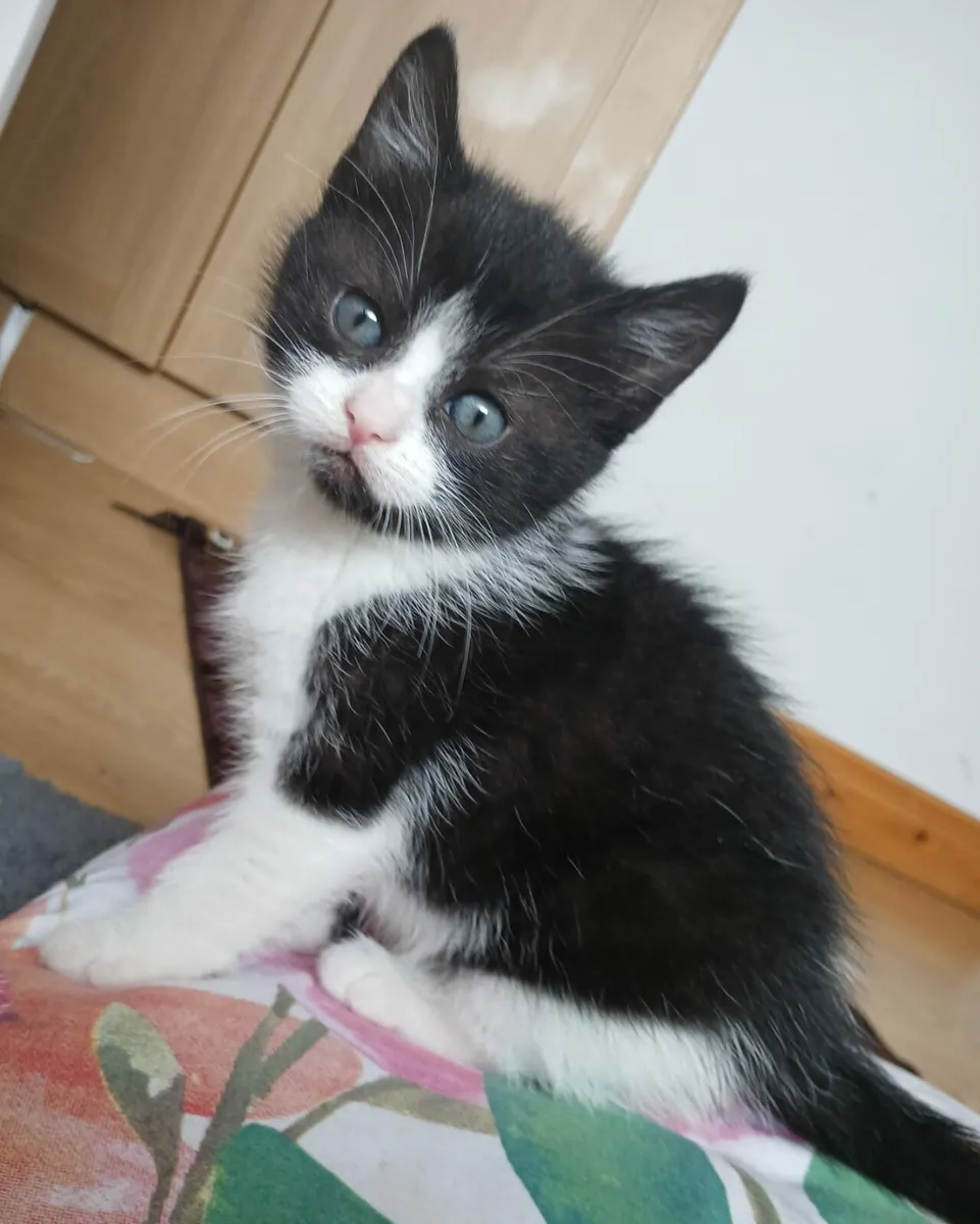 Kittens - Image 4