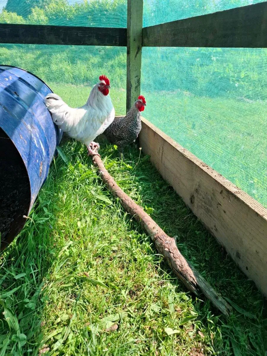 Roosters
