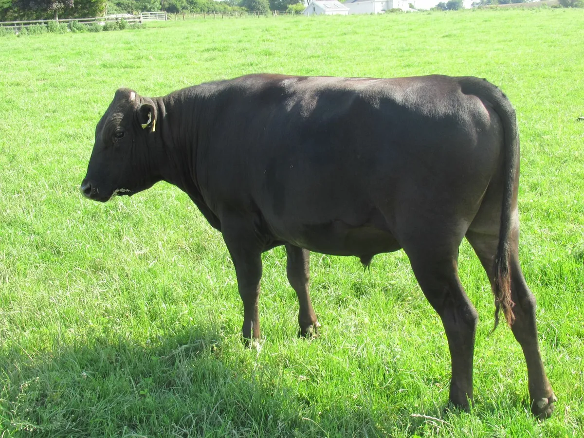 wagyu bull - Image 1