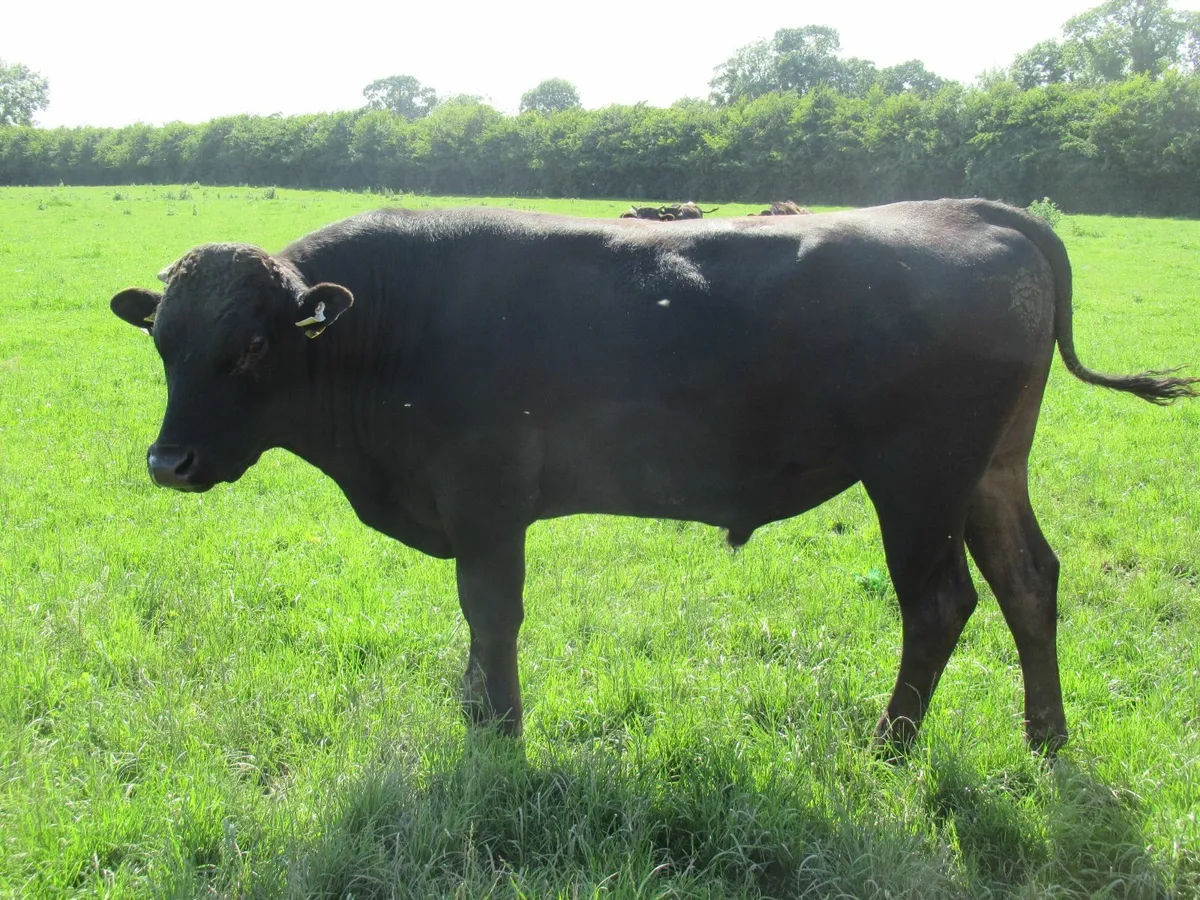 wagyu bull - Image 2