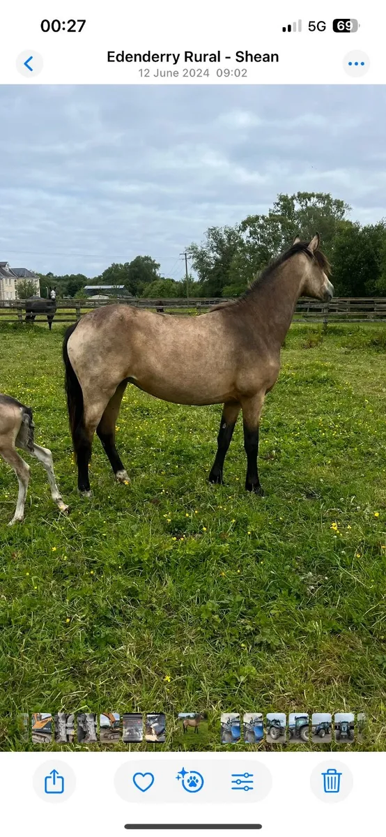 Connemara 3 year dun mare,dun col foal and in foal - Image 1