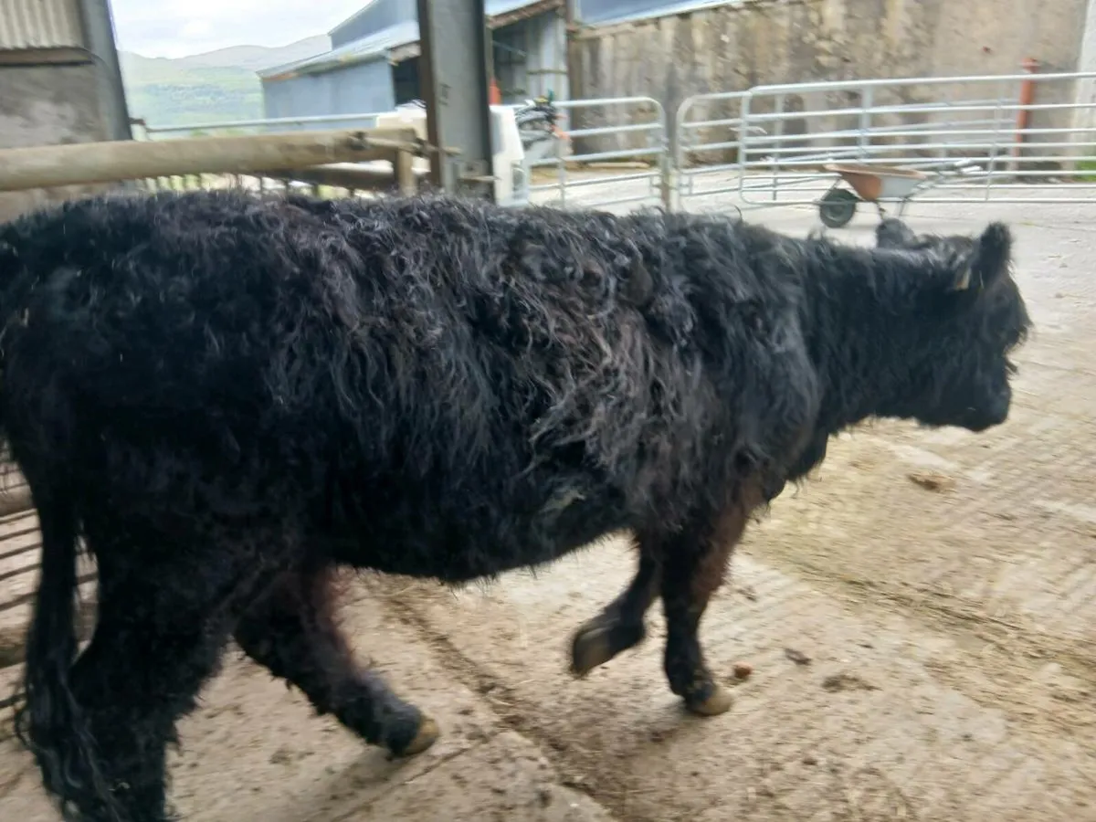 FOR SALE 2 Purebred 16 months old Galloway Heifers - Image 1