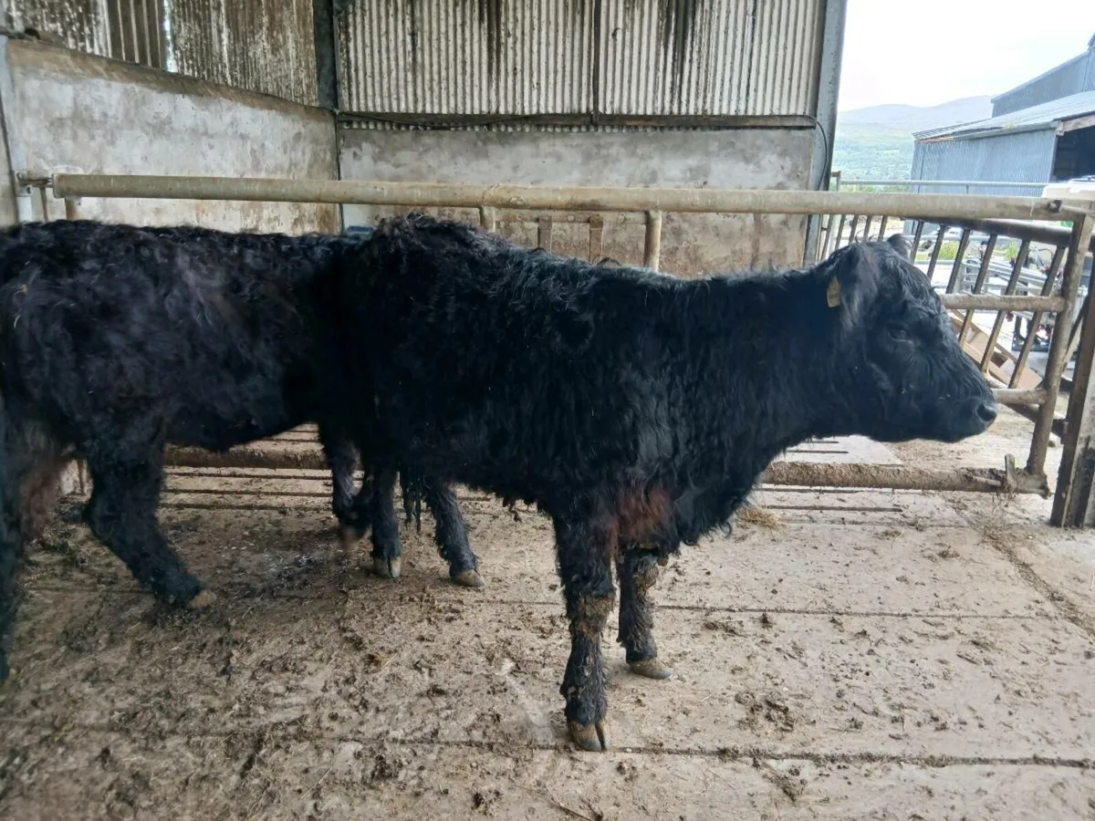 FOR SALE 2 Purebred 16 months old Galloway Heifers - Image 2